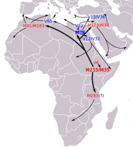 somali origins E-M35